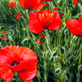 Poppy Fields